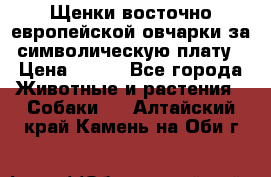 Щенки восточно европейской овчарки за символическую плату › Цена ­ 250 - Все города Животные и растения » Собаки   . Алтайский край,Камень-на-Оби г.